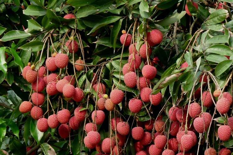 如何選擇荔枝烘干機改善荔枝干果？