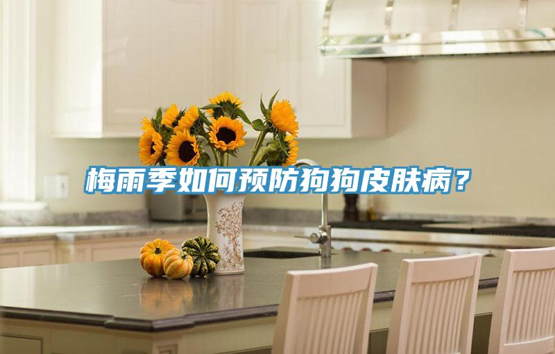 梅雨季如何預防狗狗皮膚??？