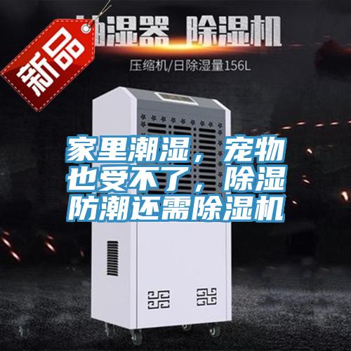 家里潮濕，寵物也受不了，除濕防潮還需除濕機